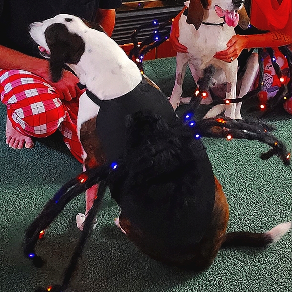 $30 SALE🛍️ HP🎉 48 Colorful LED Spider Costume XL NWOT - Picture 7 of 12